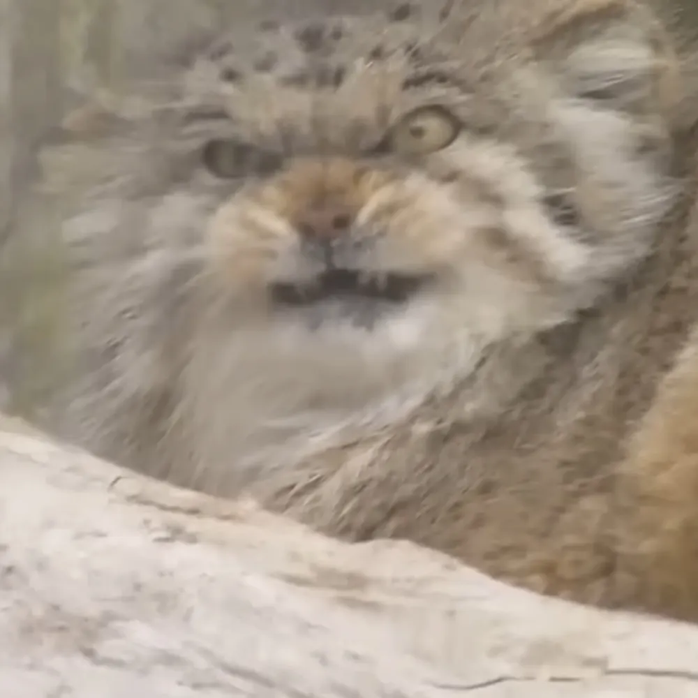 kitspecial.bsky.social's profile picture