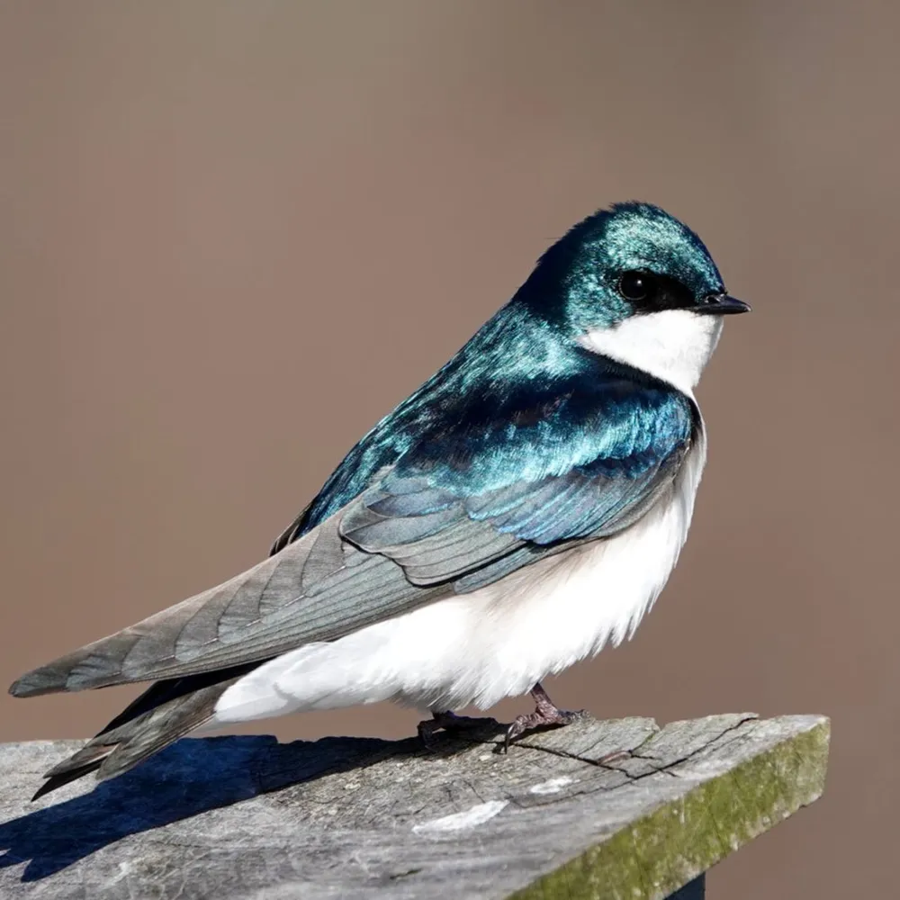 zimjay.bsky.social's profile picture