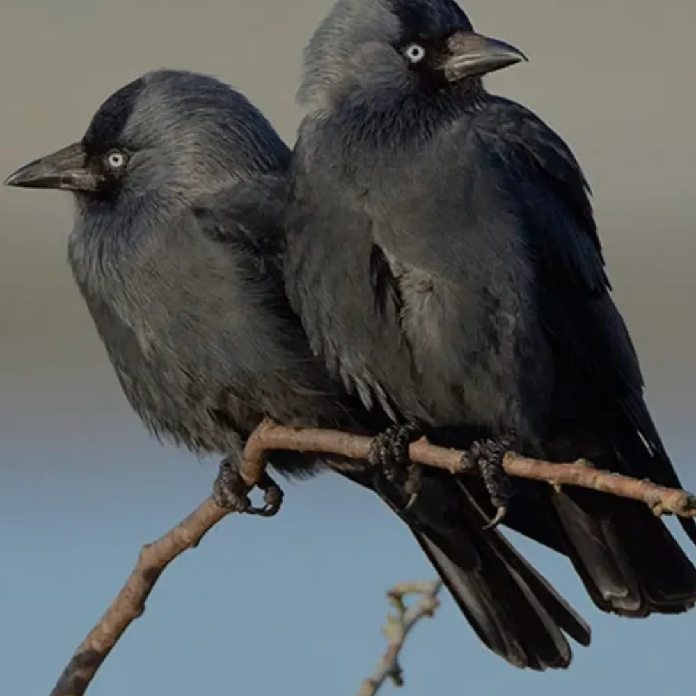 ilovejackdaws.bsky.social's profile picture