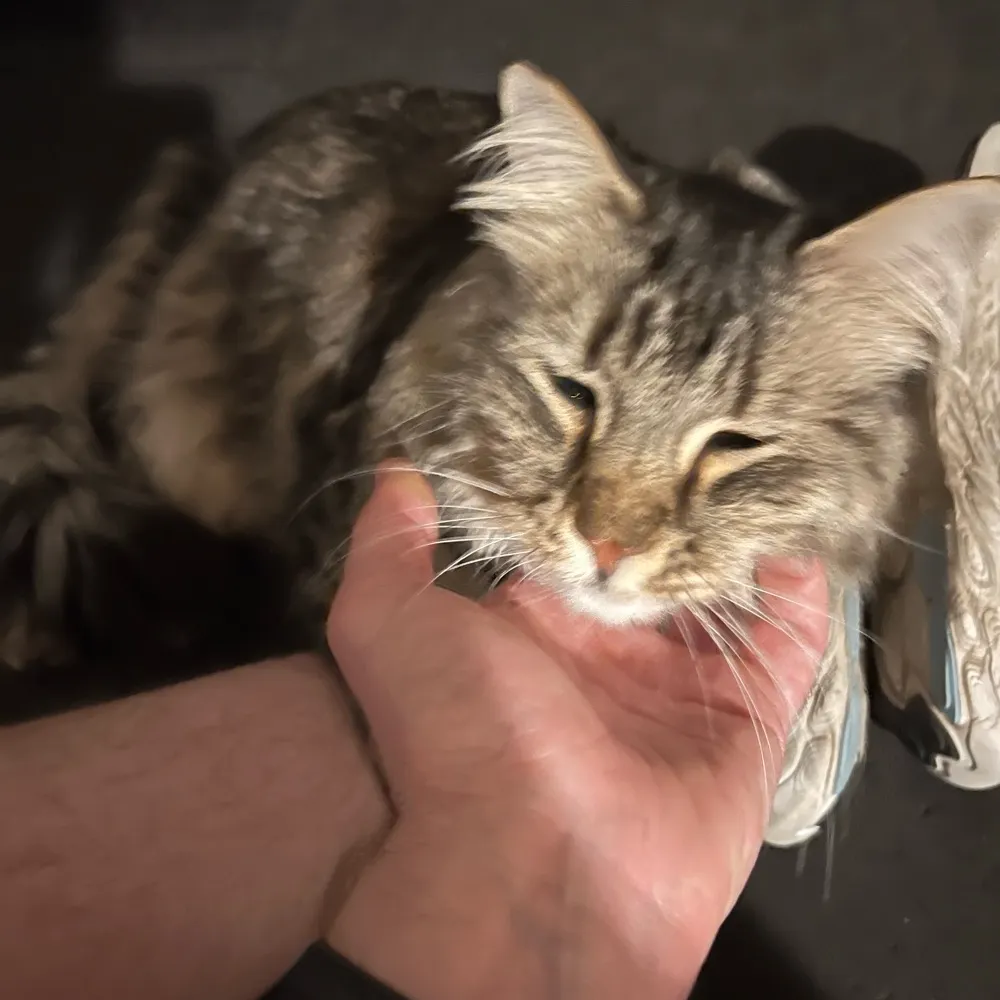 catsandstrategy.bsky.social's profile picture