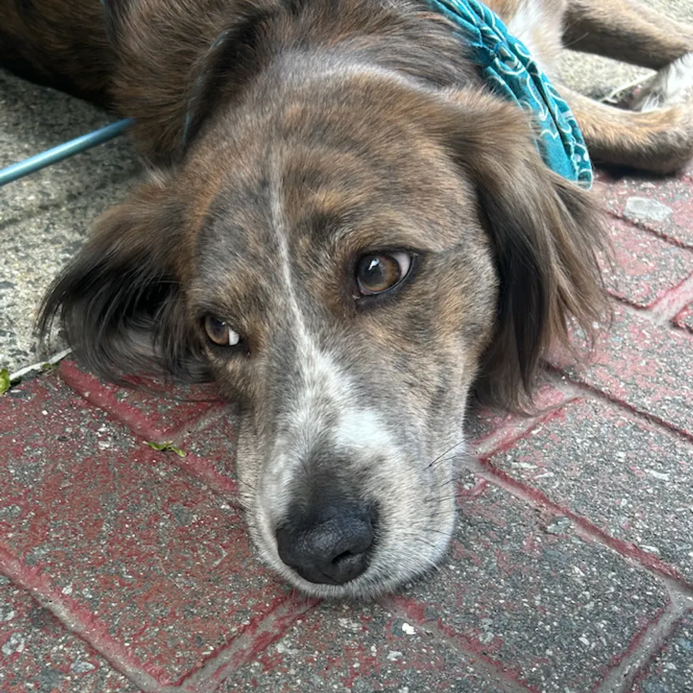 tommyg.bsky.social's profile picture