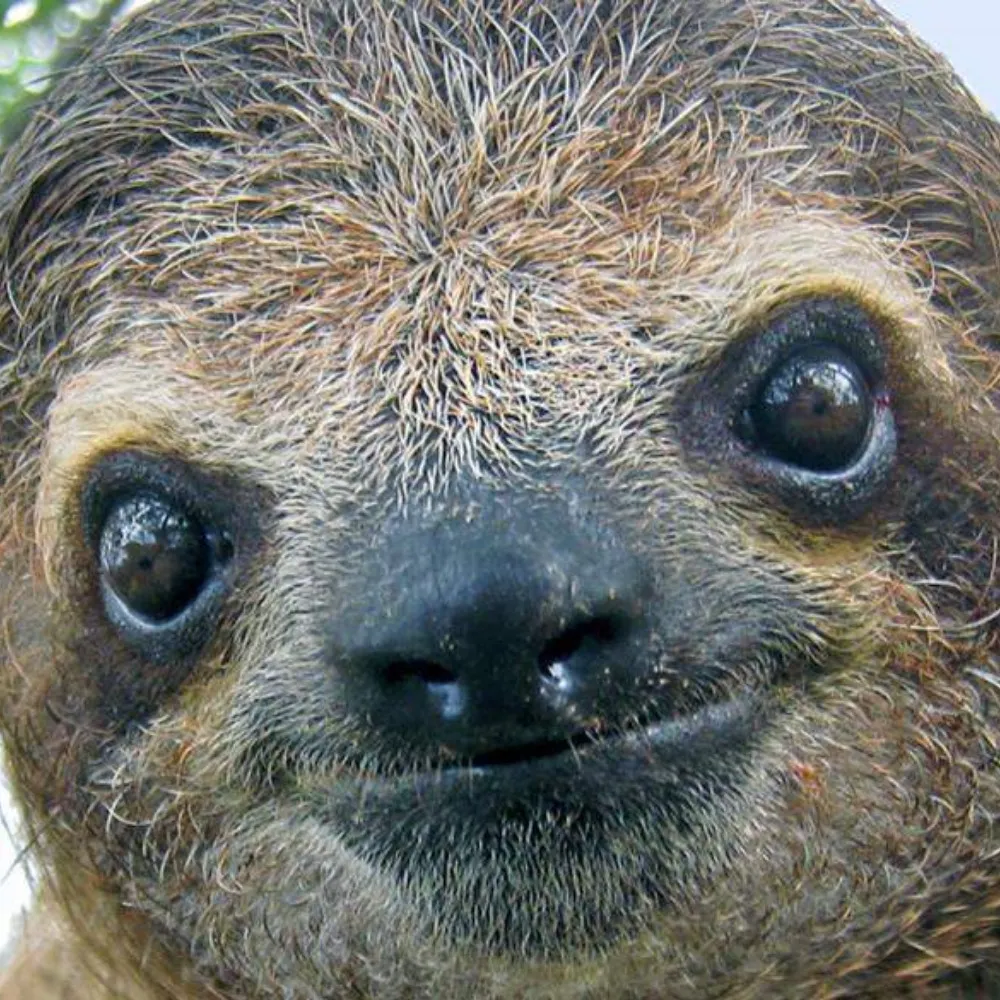 entropysloth.bsky.social's profile picture