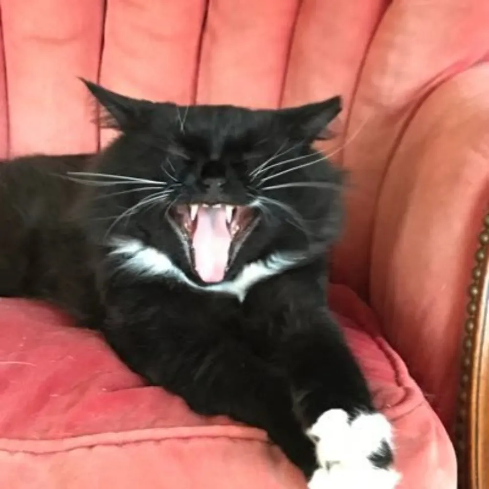 democratmarxistpig.bsky.social's profile picture