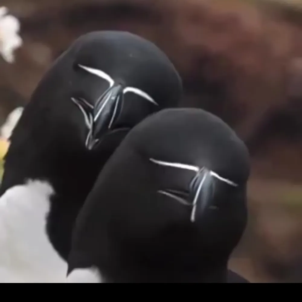 knightsofblue.bsky.social's profile picture