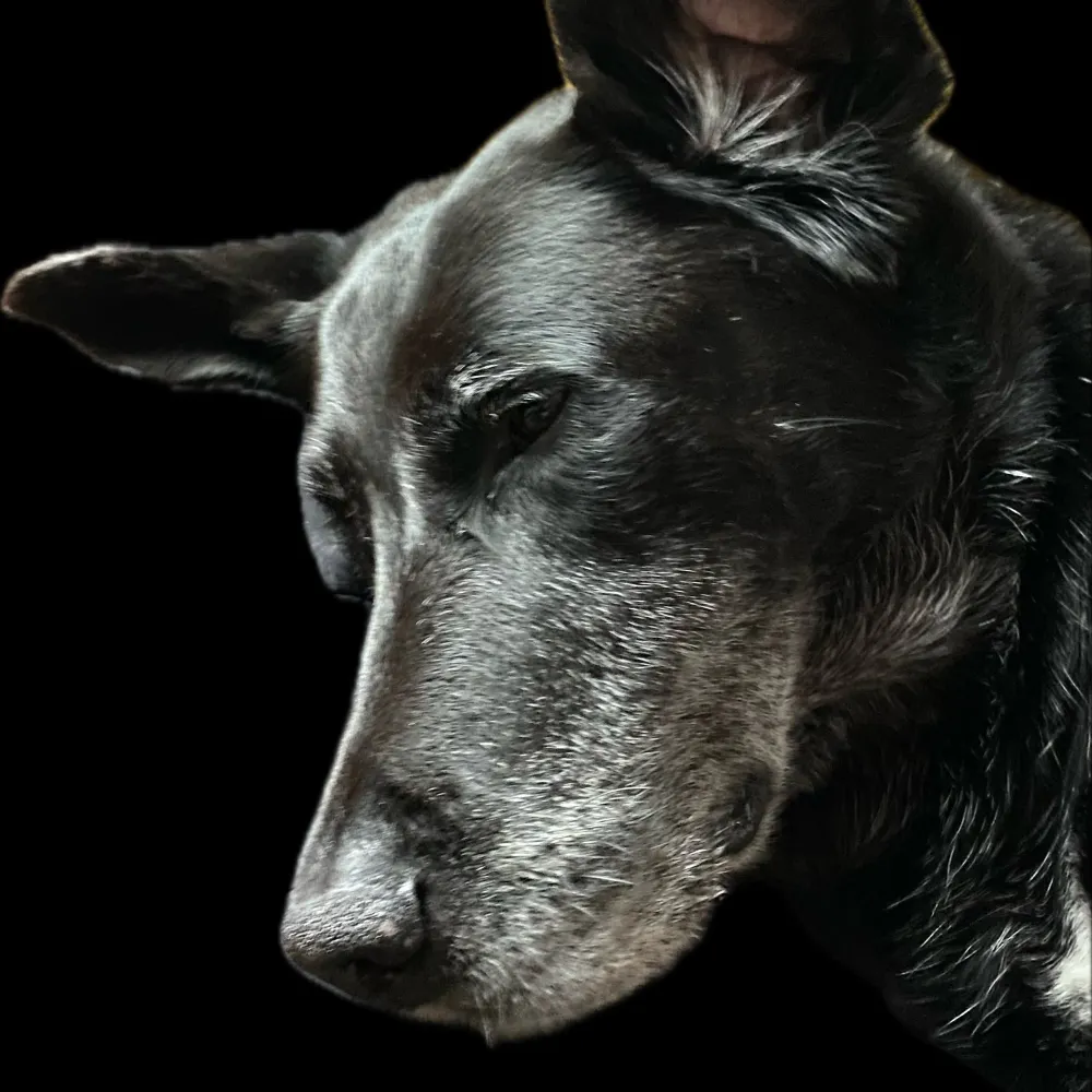 allthisispassing.bsky.social's profile picture