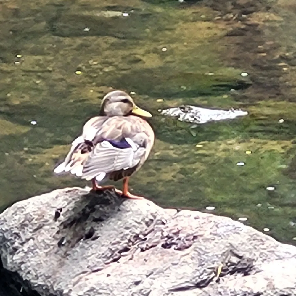 tab13.bsky.social's profile picture