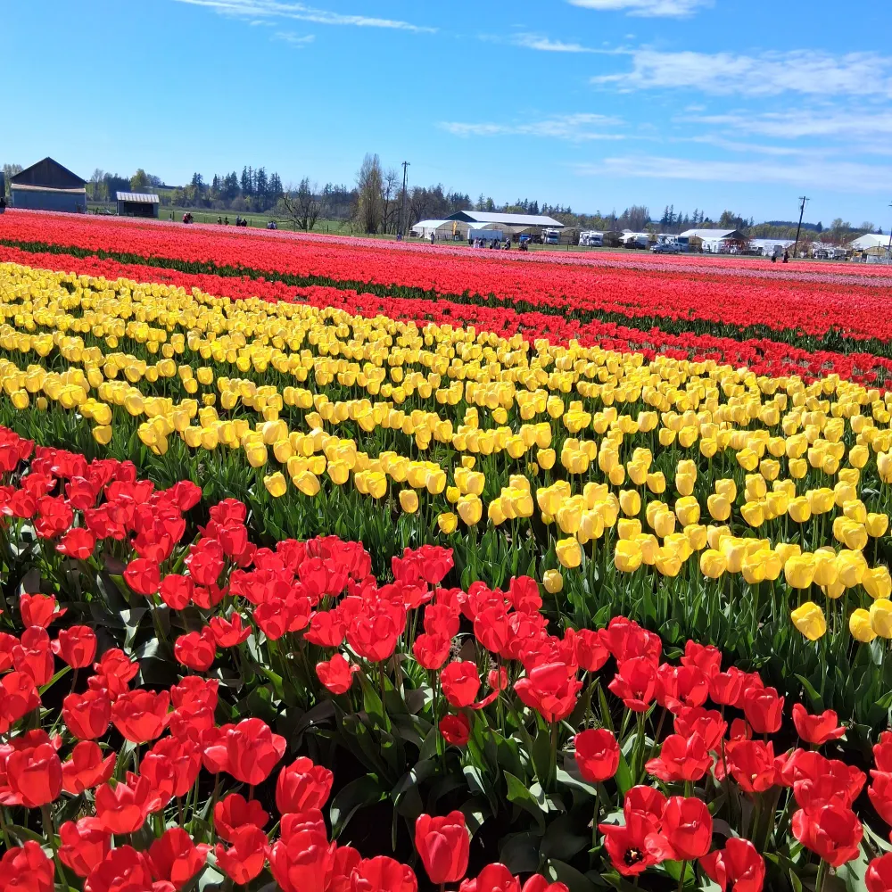 jewskychai.bsky.social's profile picture