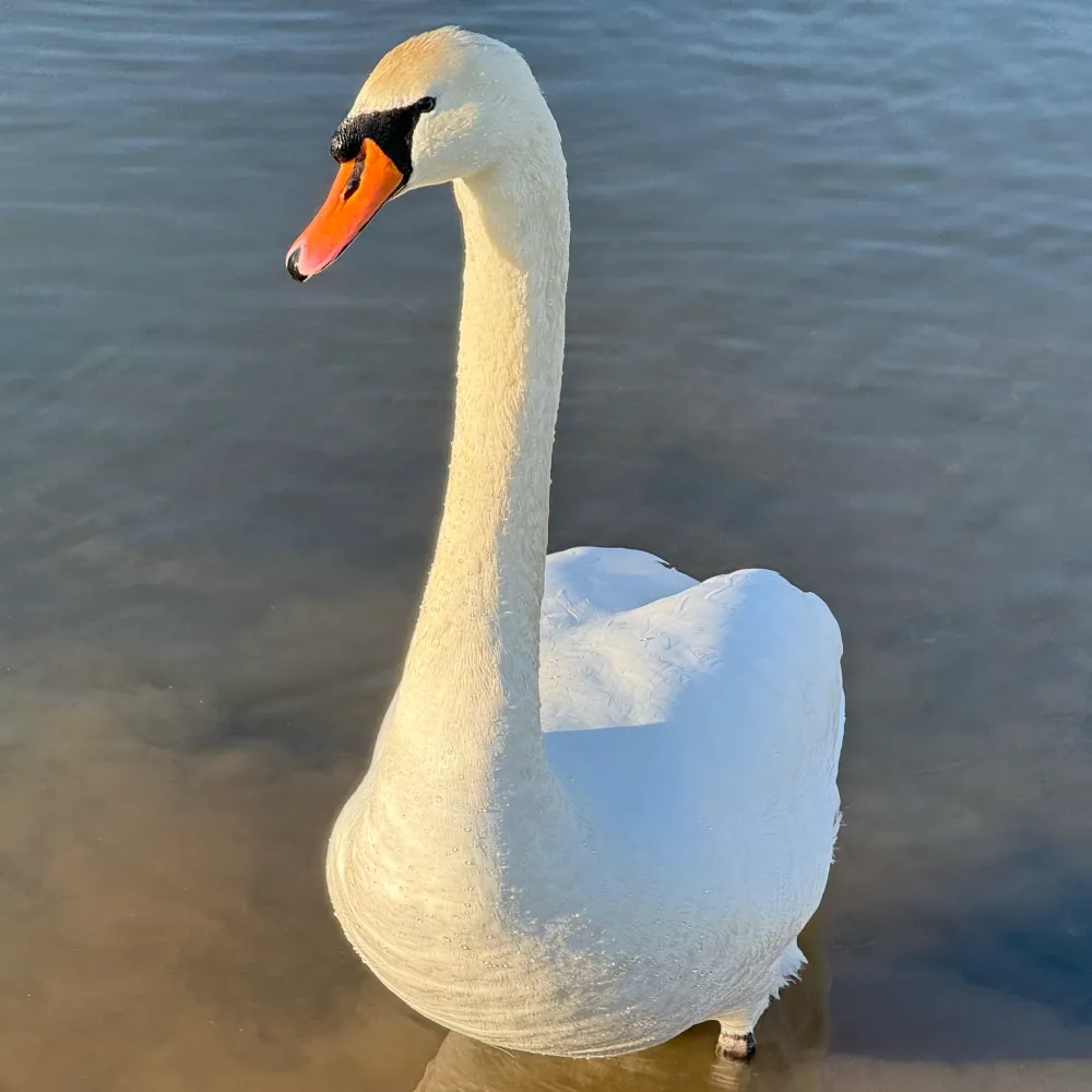 iangrebe.bsky.social's profile picture