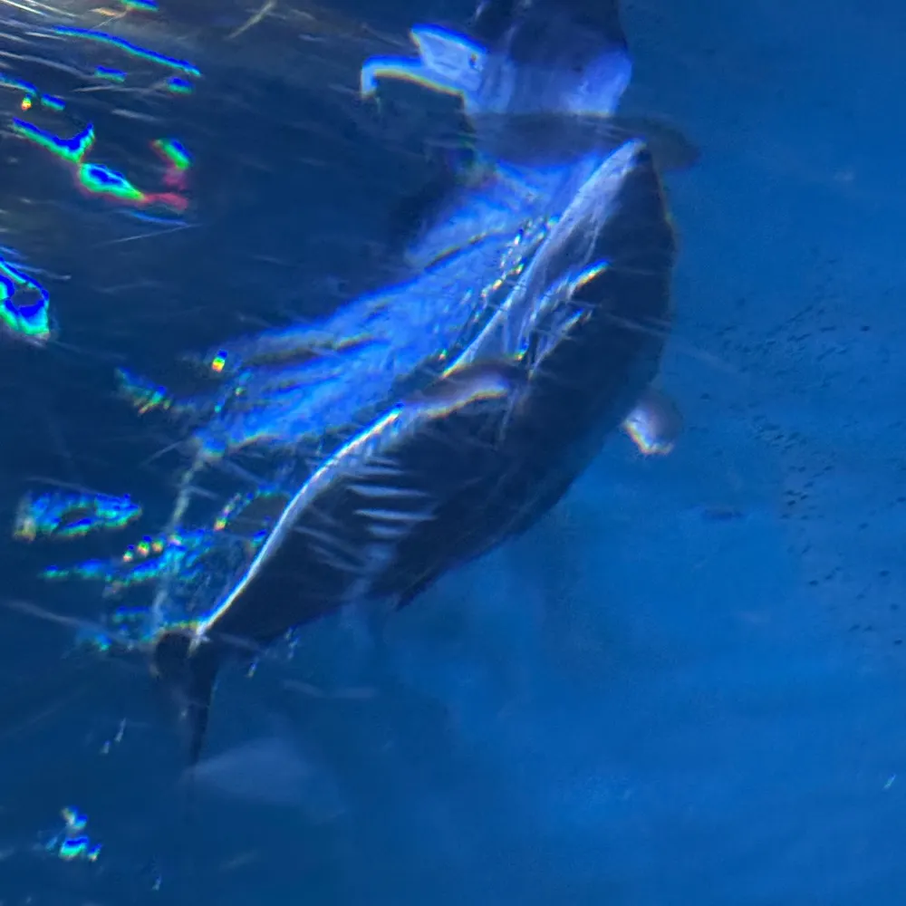 photocortex.bsky.social's profile picture