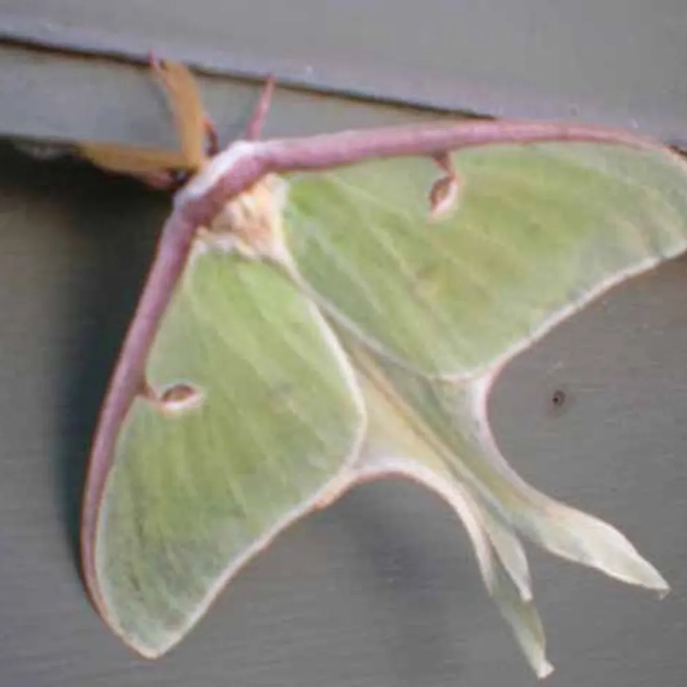 nelnelnellie.bsky.social's profile picture