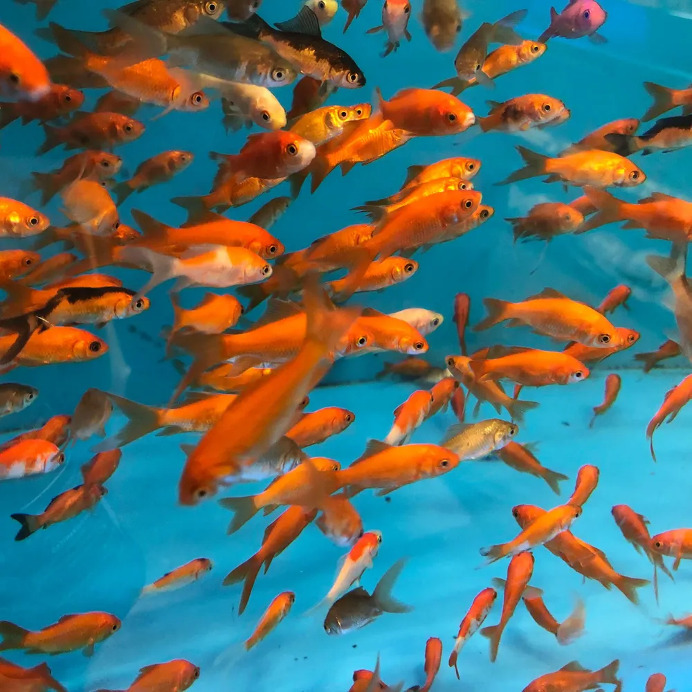 a-smile-4u.bsky.social's profile picture