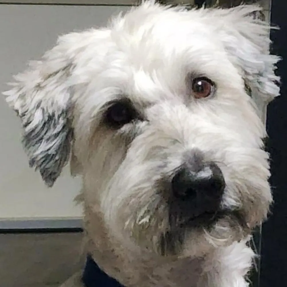 desertroseaz.bsky.social's profile picture