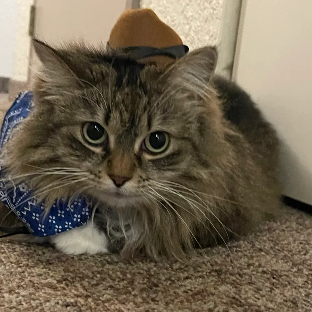cowboycat13.bsky.social's profile picture