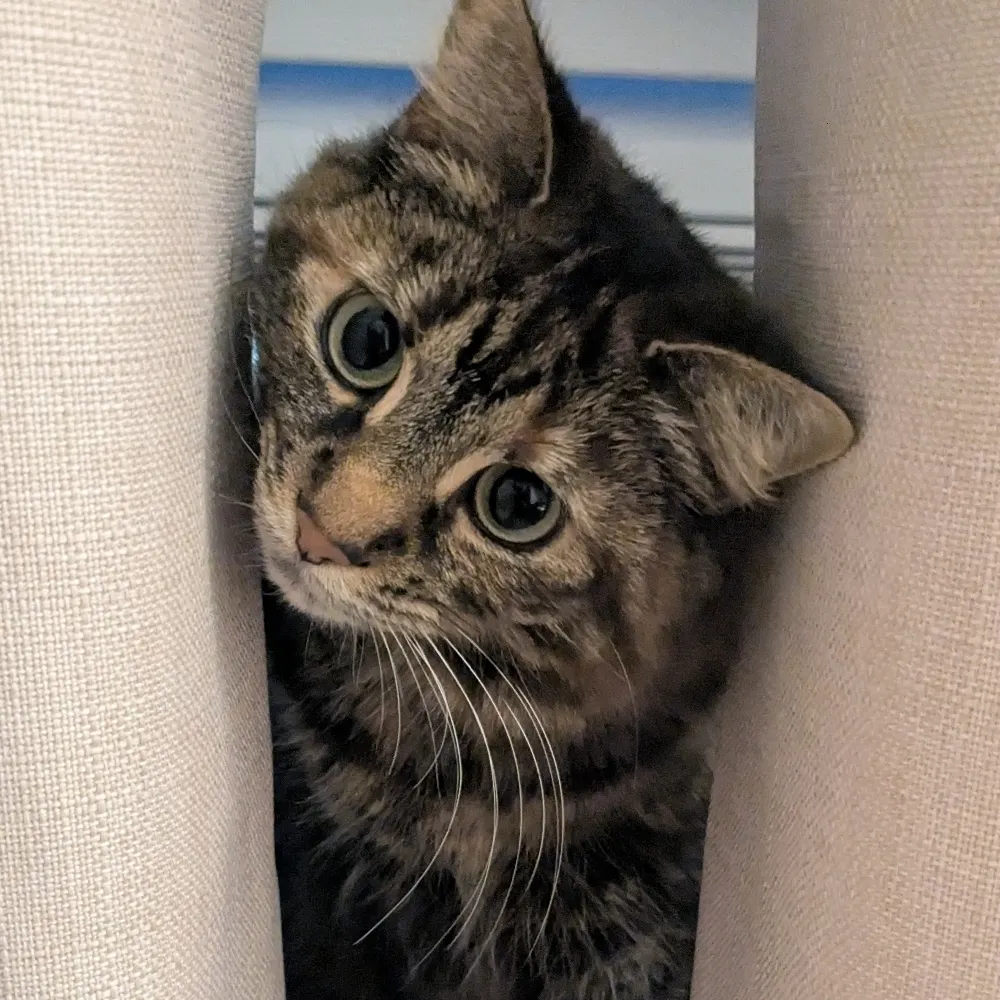 sitepages.bsky.social's profile picture