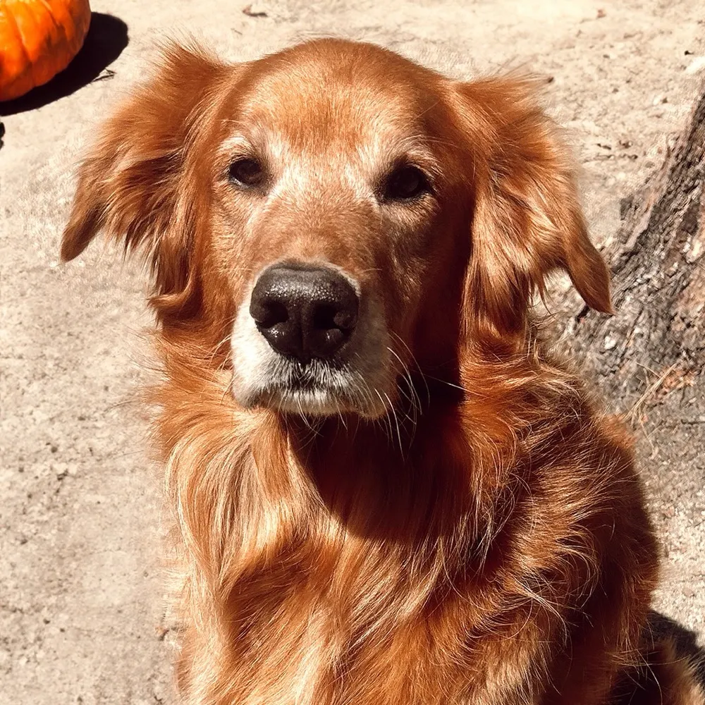 jesterinsocal.bsky.social's profile picture