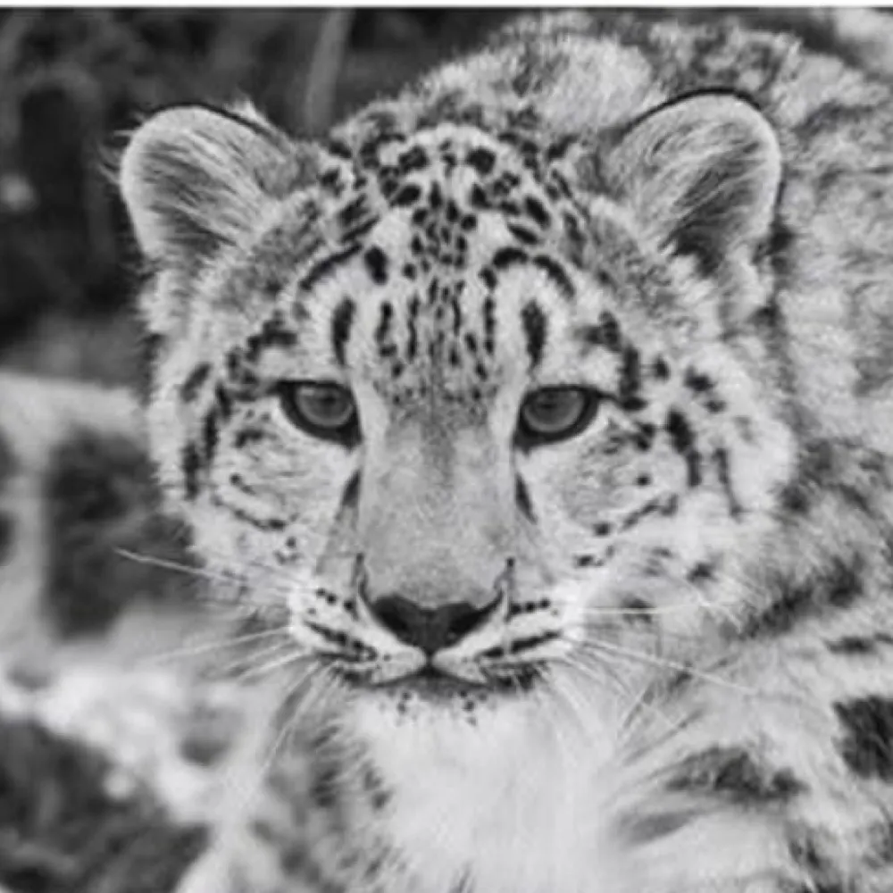 leopardonparade.bsky.social's profile picture