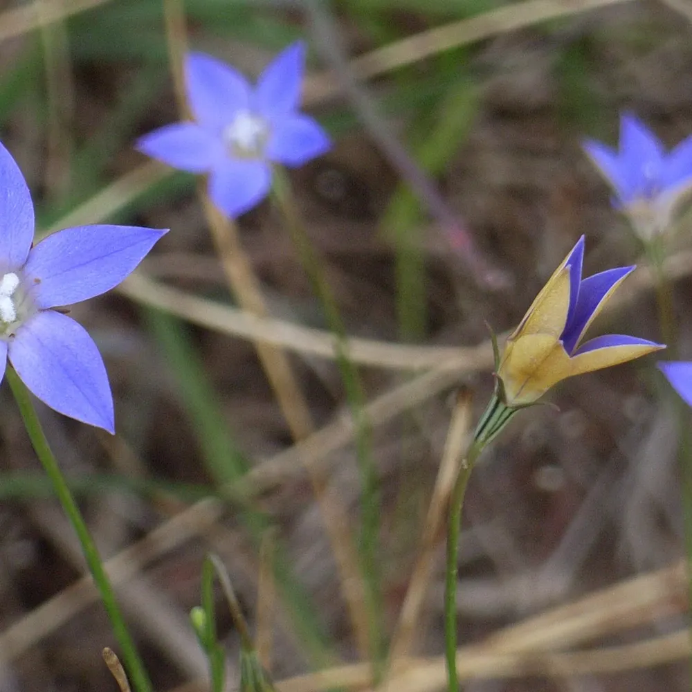 dandyroot.bsky.social's profile picture