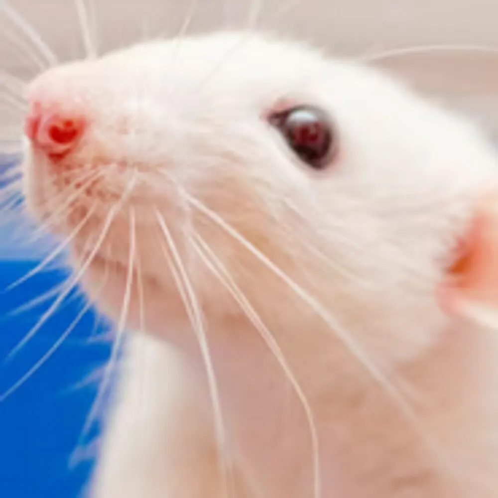 anonymouselurker.bsky.social's profile picture