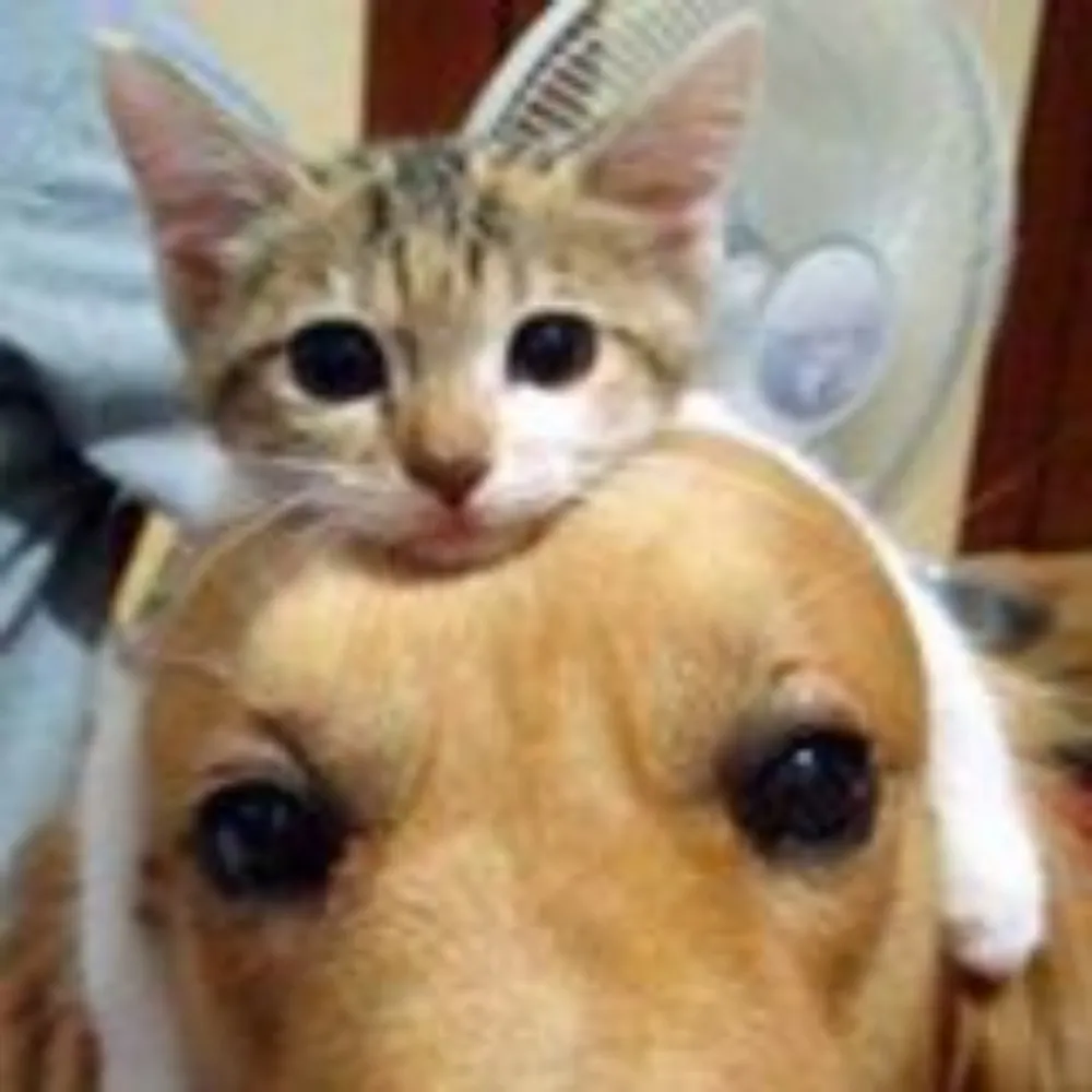 axolotl232.bsky.social's profile picture