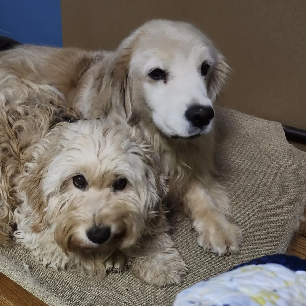 goldenmargaret.bsky.social's profile picture