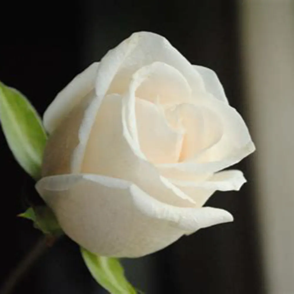 ljlawyers.bsky.social's profile picture