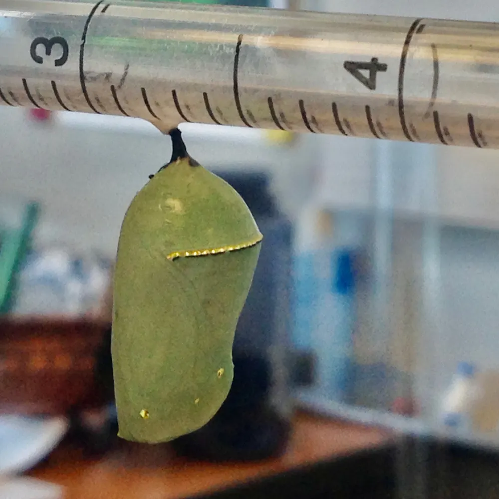 monarchdiaries.bsky.social's profile picture