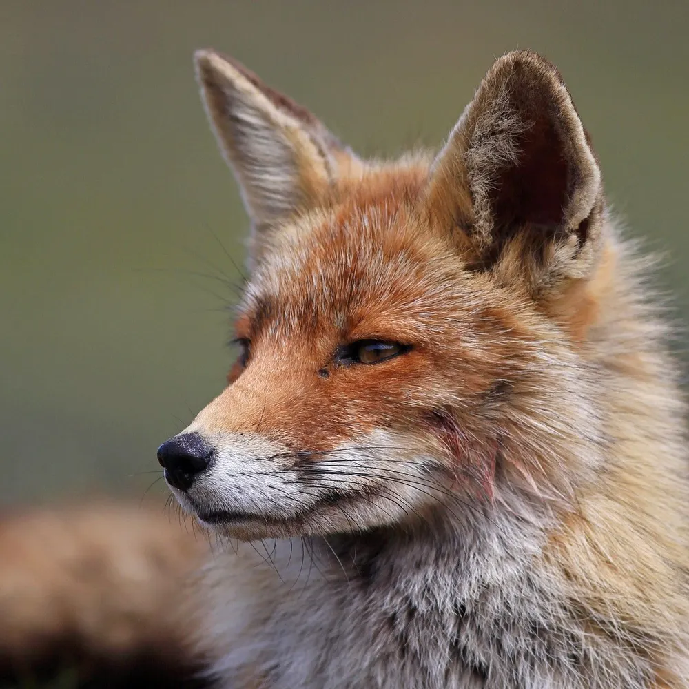 communistspy.bsky.social's profile picture