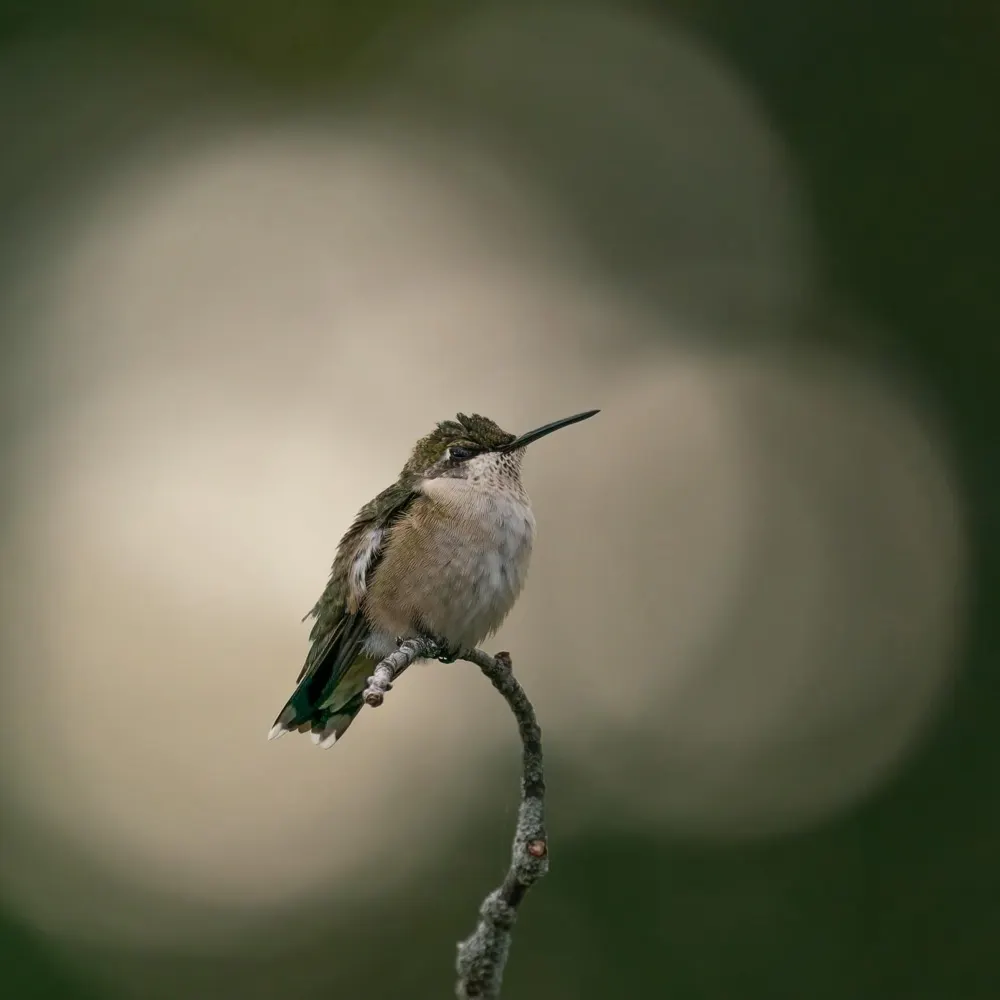 heneghano.bsky.social's profile picture