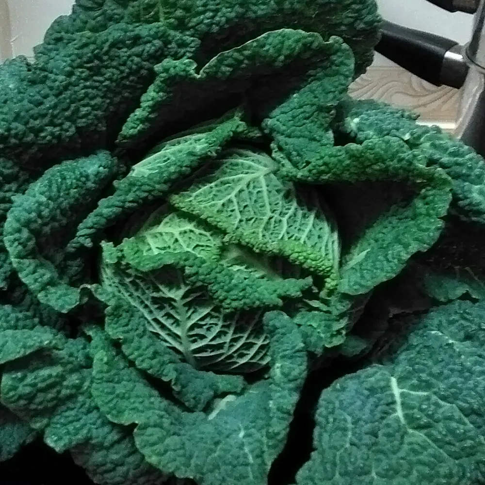 dozzaj.bsky.social's profile picture