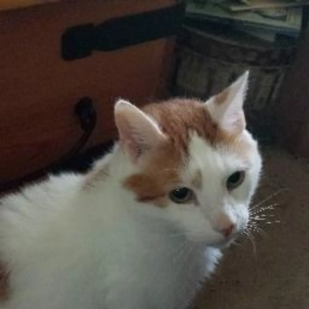 3leggedcat70.bsky.social's profile picture