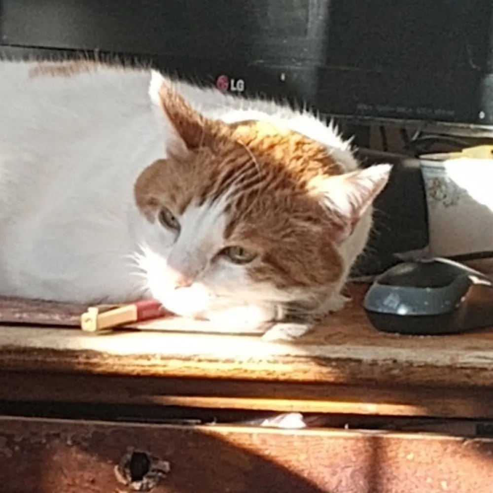 np-complete.bsky.social's profile picture