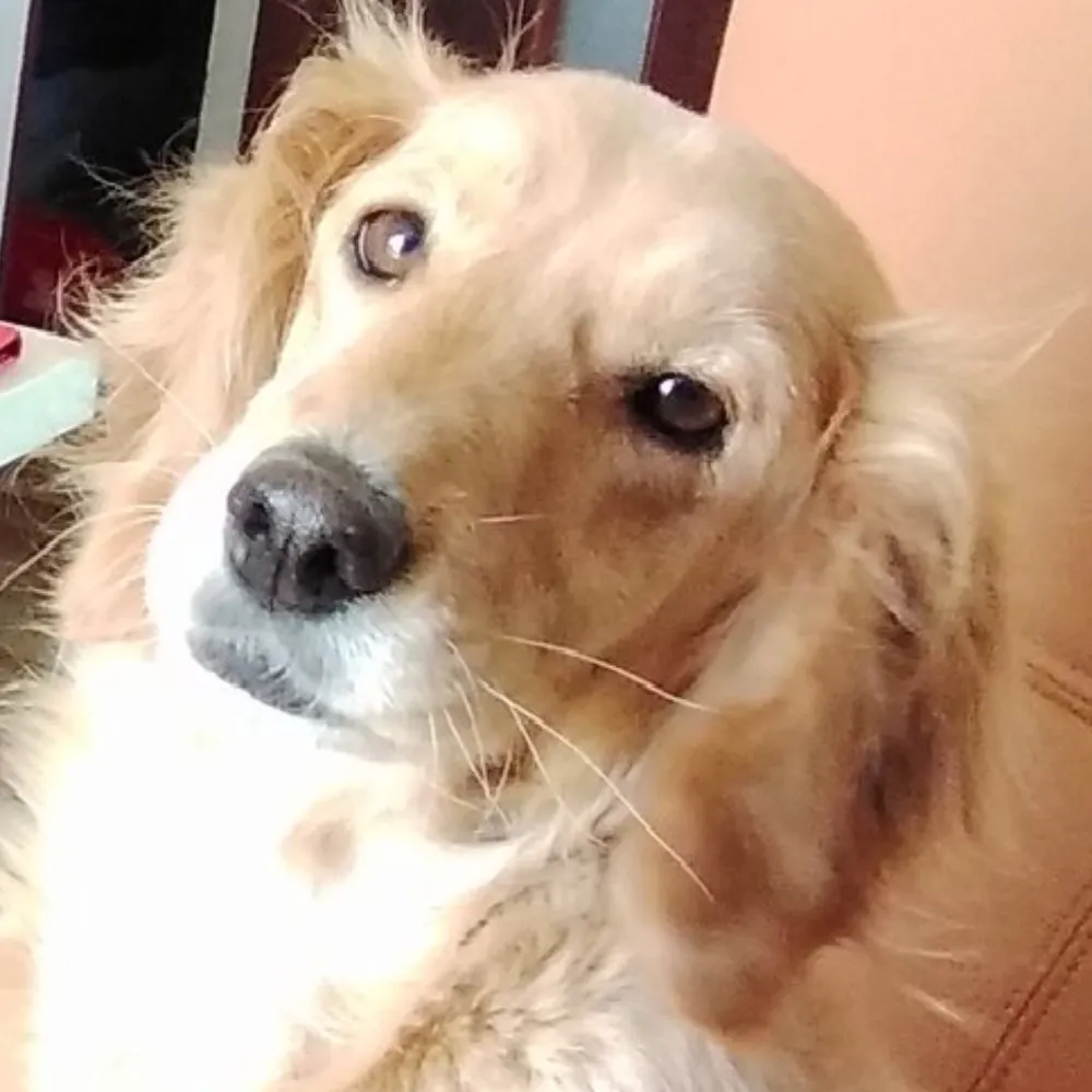 standplaatskrk.pl's profile picture