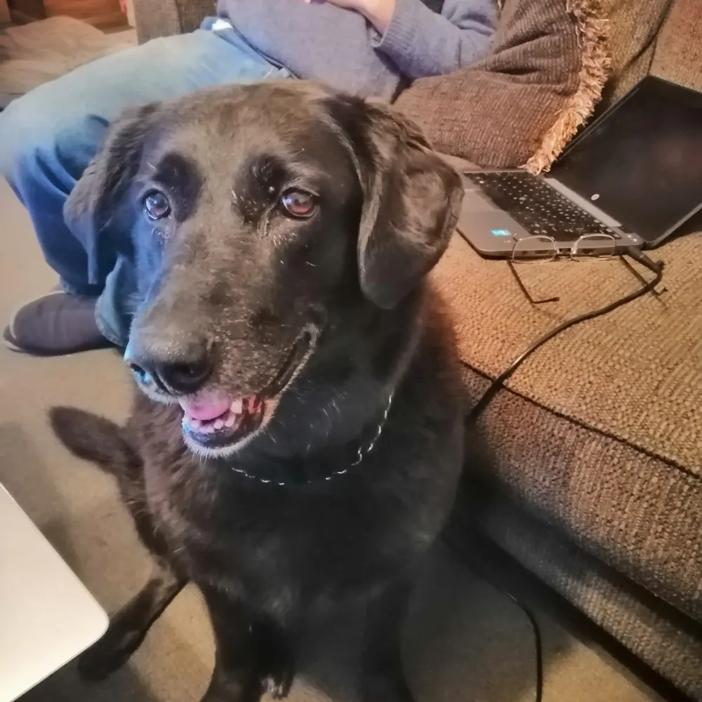 alisonmac.bsky.social's profile picture