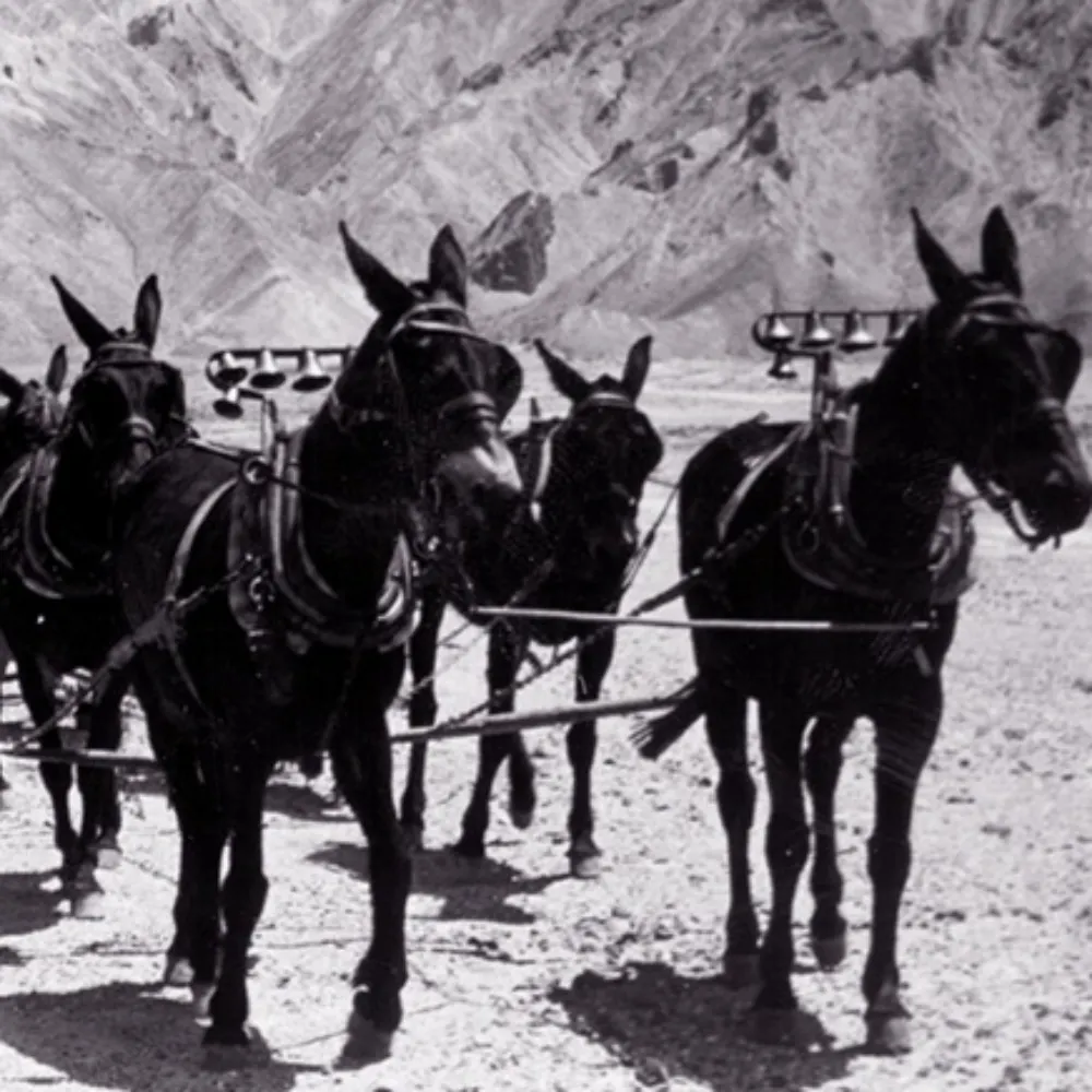 longlineskinner.bsky.social's profile picture