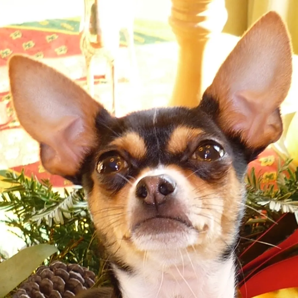 spateroni.bsky.social's profile picture