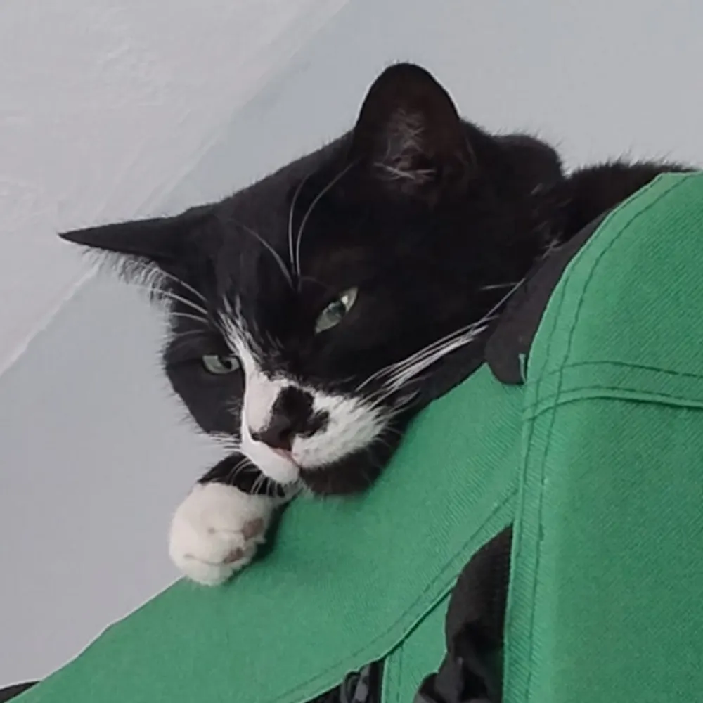 theotheories.bsky.social's profile picture