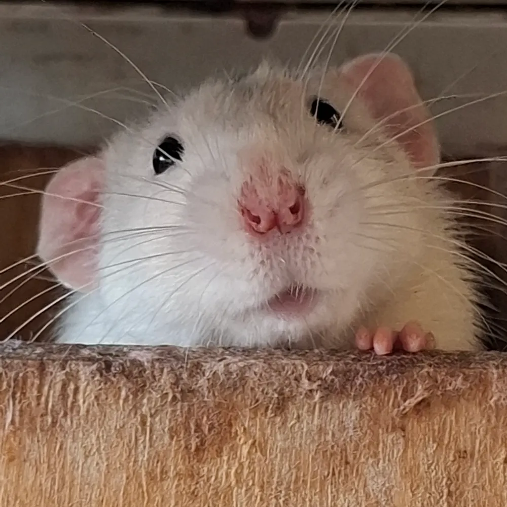 bolt451.bsky.social's profile picture