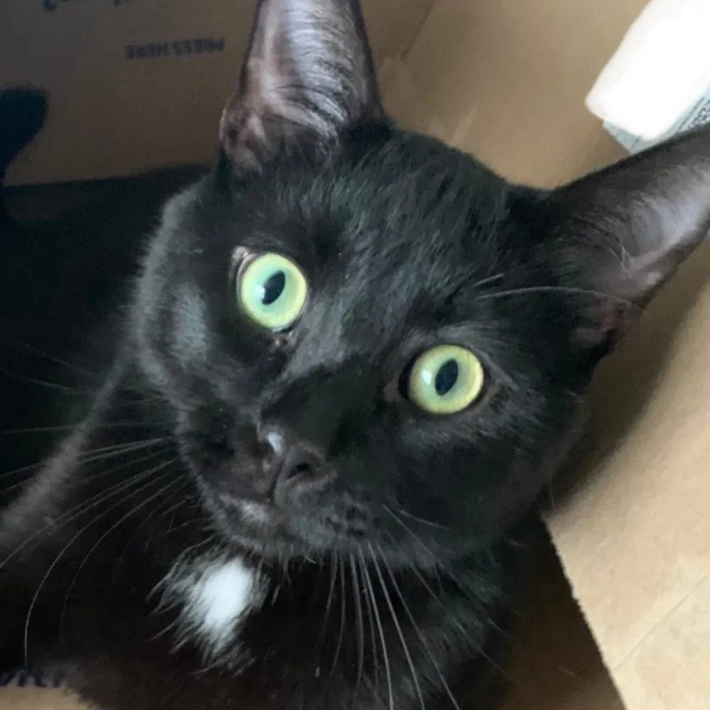 mudpiesarefun.bsky.social's profile picture