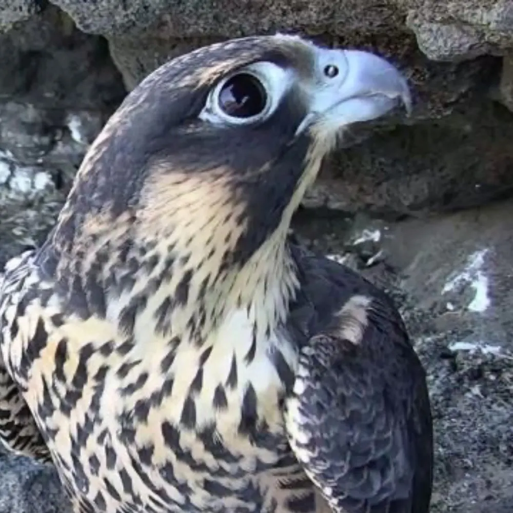 enraptored.bsky.social's profile picture