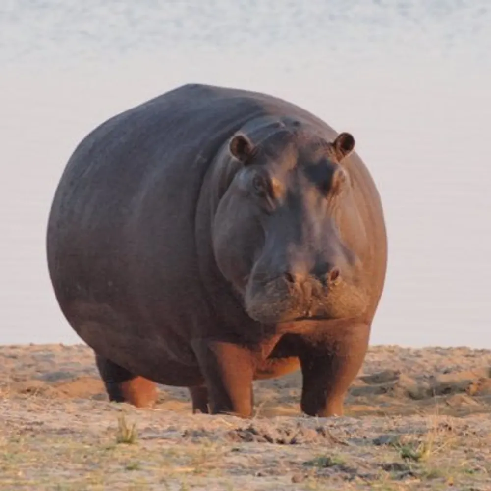 cstmrdisservice.bsky.social's profile picture