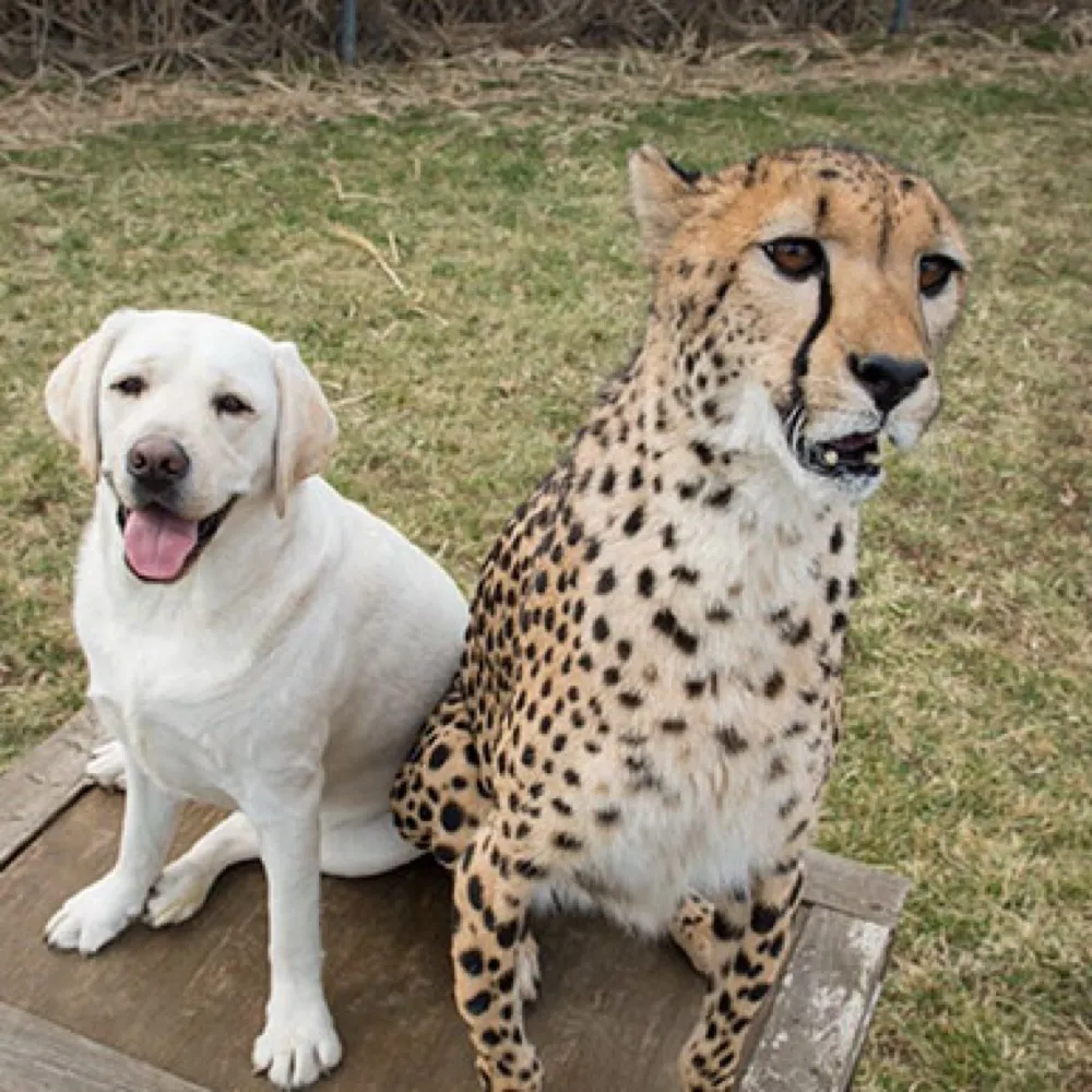 anxiouscheetah.bsky.social's profile picture