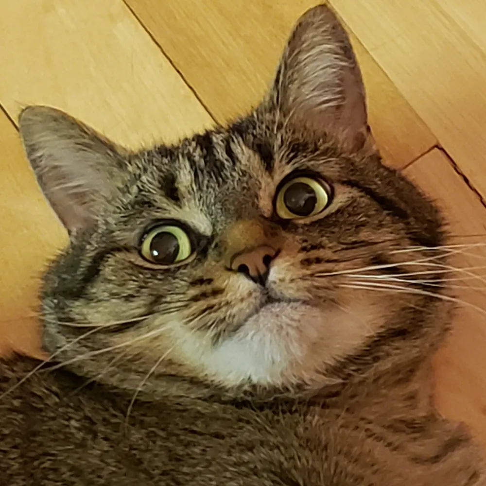 justhach.bsky.social's profile picture