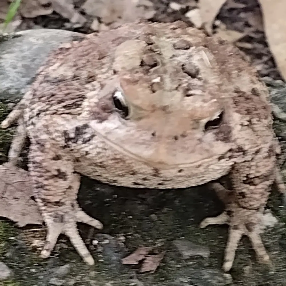 fatm0use.bsky.social's profile picture