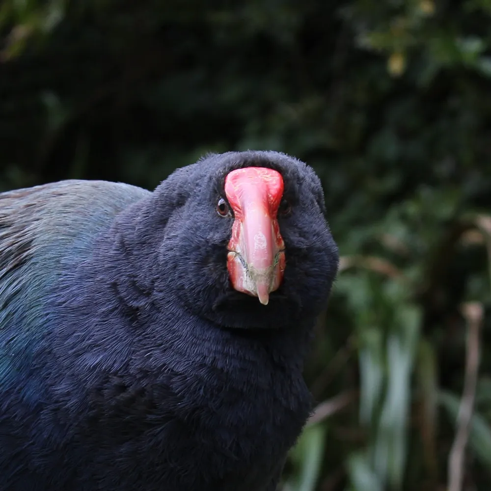 whakatipu.bsky.social's profile picture