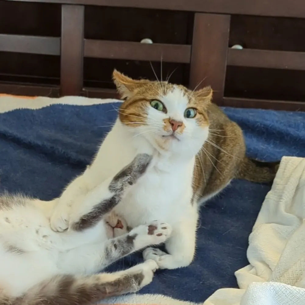 essiehellcat.bsky.social's profile picture