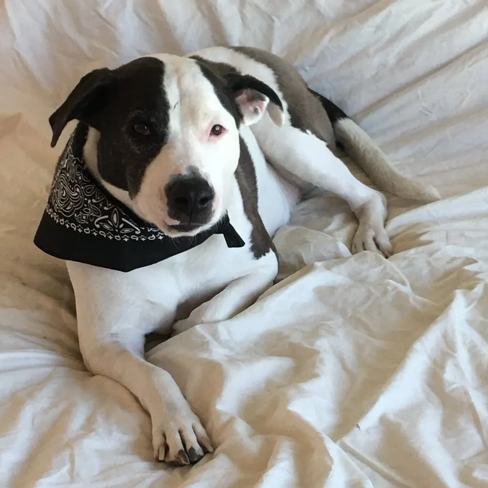 cacarroll.bsky.social's profile picture