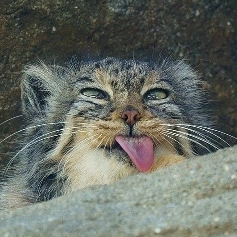 tibbittz.bsky.social's profile picture