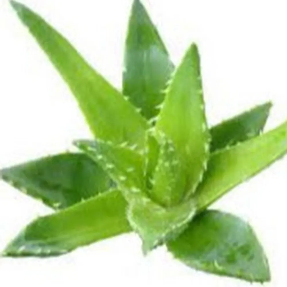 aloemancer.bsky.social's profile picture