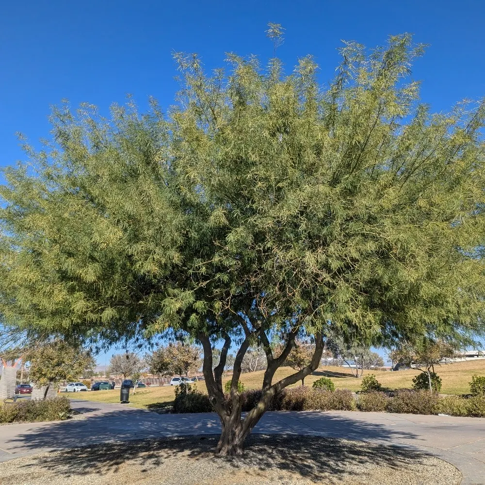 tanklesscrab.bsky.social's profile picture