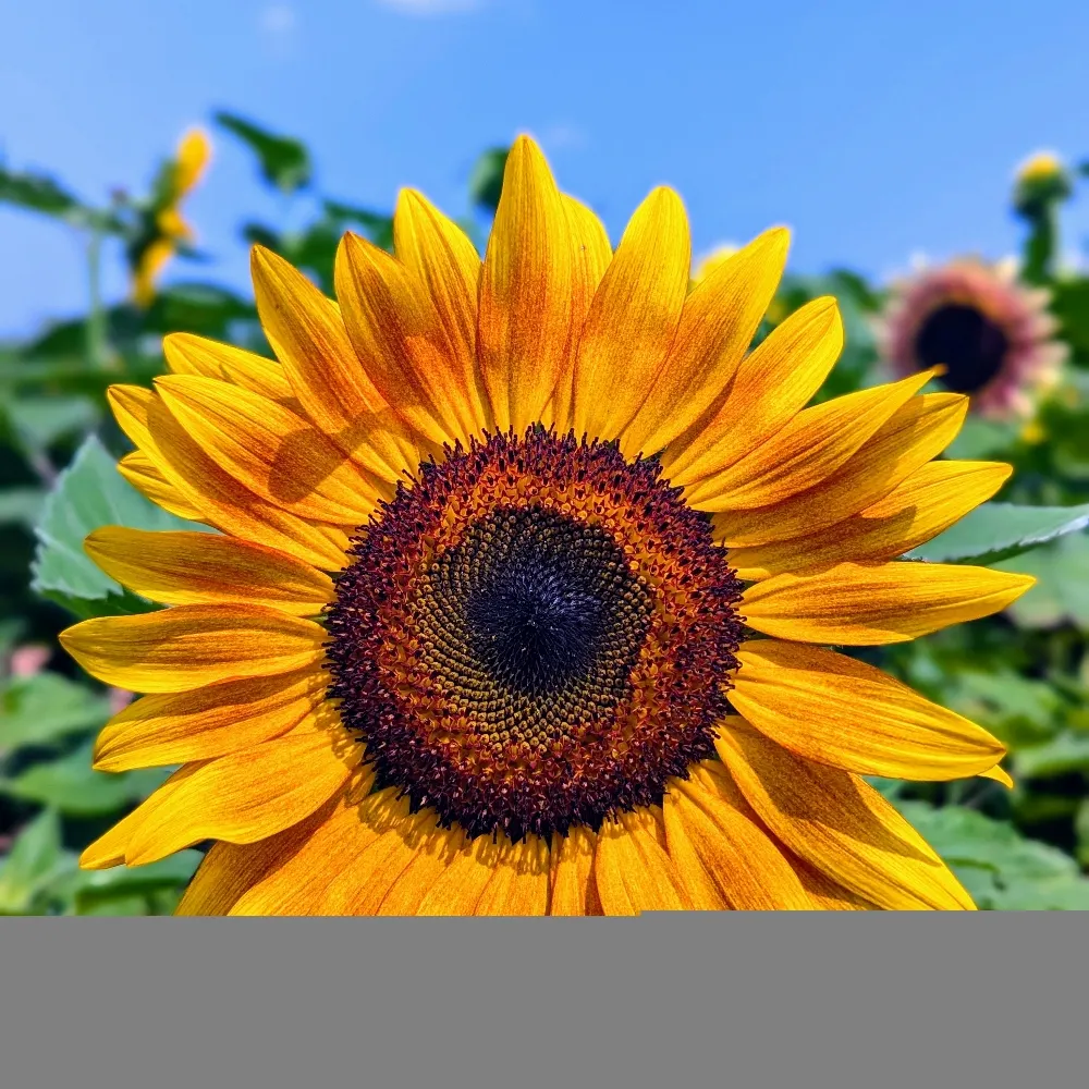 d2squared.bsky.social's profile picture